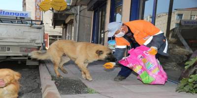 Samsun'da can dostları emin ellerde