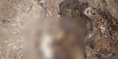 Bursa’nın Gemlik ilçesinde bir inşaatta kediyi yaktılar