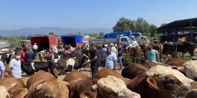 Yem fiyatlarının yükselişi kurbanlıkların fiyatını yükseltti