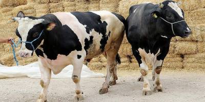 Prof. Dr. İlhan Çetin'den Kurban Bayramı Öncesi Kritik Uyarı