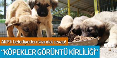 AKP'li belediyeden skandal cevap! 'Köpekler görüntü kirliliği'