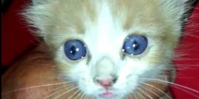 Kırıkkale’de Apartman boşluğuna düşen kedi kurtarıldı