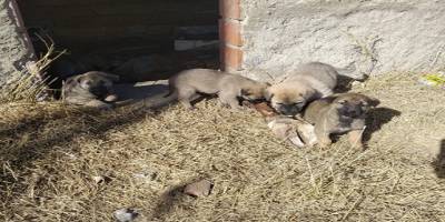 Kuyuda mahsur kalan yavru köpekler kurtarıldı