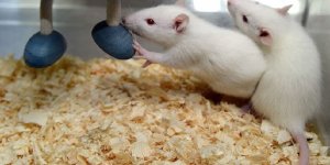 Fareler Araba Sürecek!