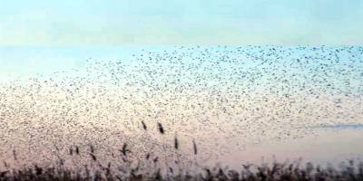 Gökyüzünde sığırcıkların dansı izleyenleri büyüledi