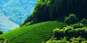 Fındıkçı ve Çaycılar Telaşlı