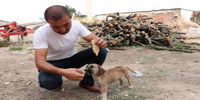 Muhtar, maaşının bir bölümünü sokak hayvanlarına ayırıyor