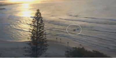 Avustralya'da köpek balığının saldırısına uğrayan kişi hayatını kaybetti