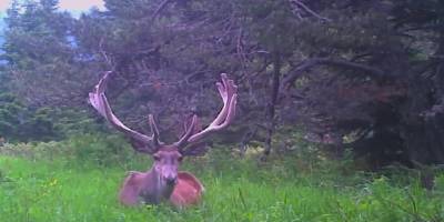 Bu görüntü Afrika'dan değil Antalya'dan... Meşhur kızıl geyik fotokapana takıldı