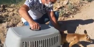 Arabanın çarptığı tilki Tedavisi yapıldıktan sonra doğaya salındı