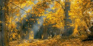 Pastırma Sıcakları Başlıyor