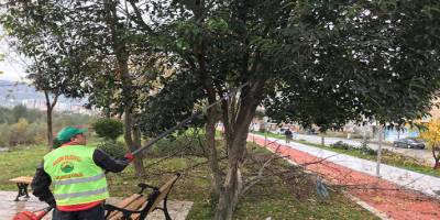 İlkadım’da ağaç budama çalışmaları başladı