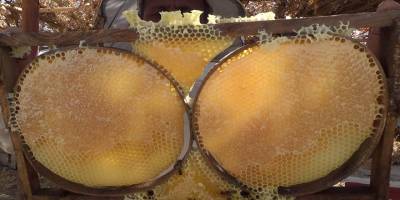 Korona virüs sebebi ile Siirt'te kekik balına talep iki kat arttı