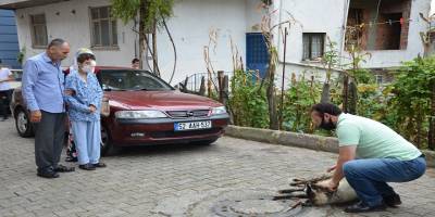 Ordu’nun Ünye ilçesinde torpil patlaması sonucu gözünü kaybeden çocuk için dedesi şükür kurbanı kesti