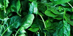 Ispanak Diye Zehirli Ot Yediler