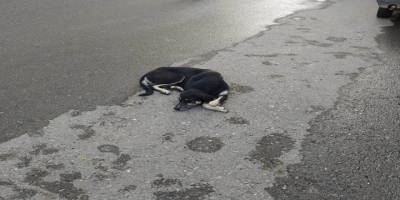 Siirt Kurtalan'da yaralı köpek tedavi altına alındı