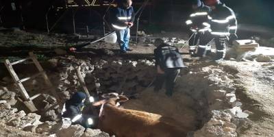 Fosseptik çukuruna düşen hamile inek itfaiye tarafından kurtarıldı