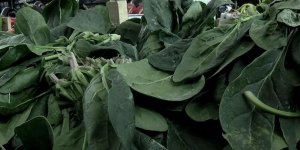 Ispanak Vakası Sayısı Artıyor!