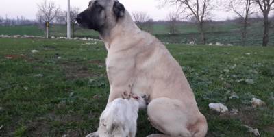 Bursa'da annesi ölen keçiye köpek sahip çıktı, her gün emziriyor