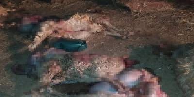 Şanlıurfa Haliliye'de, 150 koyun telef oldu