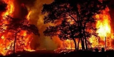 Suriye Şam'da orman yangınında ölü sayısı 3'e yükseldi