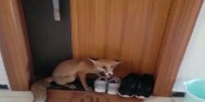 Sivas'ta bir apartmana giren tilki tüm katları tek tek gezdi