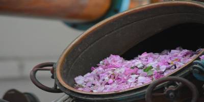 GÜLBİRLİK bu yıl için gül çiçeği taban fiyatını belirledi