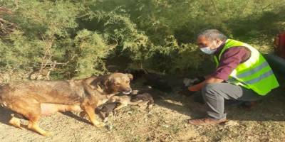 Çorum'da yavru köpekler bakıma alındı