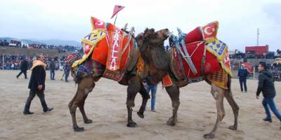 Salihli 6. Deve Güreşi Festivaline hazır