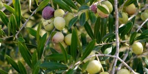 Zeytin Üretiminde Hedef Dünya İkinciliği