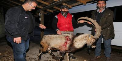 Yaralı halde bulunan dağ keçisi telef oldu