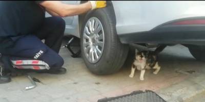 Tekerleğin arasına sıkışan yavrusu kurtarılırken, anne kedi biran olsun yalnız bırakmadı