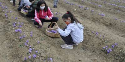 Karabük Safranbolu'da öğrenciler safran topladı