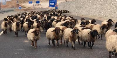 Yaylalarda hayvanlarını otlatan Göçerlerin zorlu dönüş yolculuğu başladı