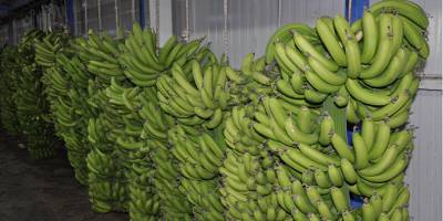 İthal muz yerli muzun fiyatını düşürdü