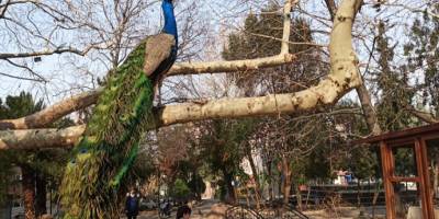 tavus kuşları mahalleyi sardı