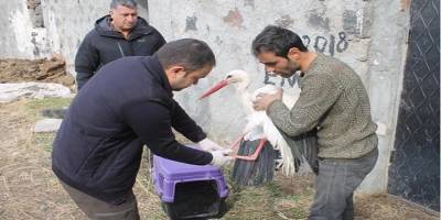 Iğdırda Yaralı leylek tedavi altına alındı