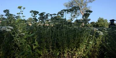 kekik 85 ülkeye ihracat ediliyor