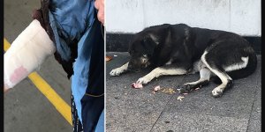 Taksim’de Köpek Dehşeti!