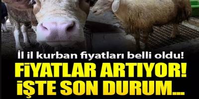 Son Dakika Kurbanlık fiyatları 2022! Zam geldi, büyükbaş ve küçükbaş kurbanlık koç, koyun, dana inek tosun fiyatları ne kadar, kaç TL...