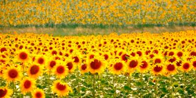 Ayçiçek taban fiyatı açıklandı! ayçiçek tam 12 TL olarak duyuruldu!