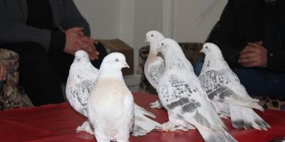 Elazığ’da Lüks ev fiyatına güvercin