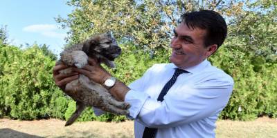 Osmangazi Belediyesi Sokak hayvanlarına 24 saat sağlık hizmeti