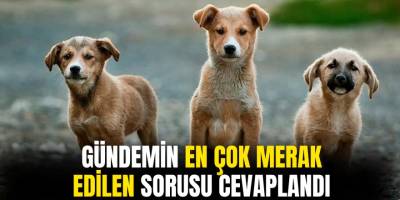 Gündemin En Çok Merak Edilen Sorusuna Cevap Geldi! Sokak hayvanlarını uyutulacak mı? AKP'den cevap geldi!
