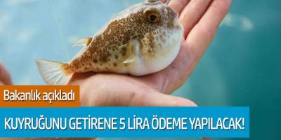 Bakanlık açıkladı; Kuyruğunu getirene 5 lira ödeme yapılacak!