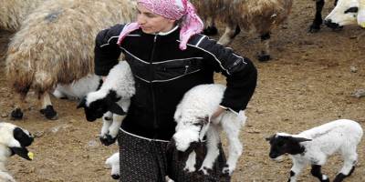 Erzincan’da Kuzuların süt ısrarı tebessüm ettirdi