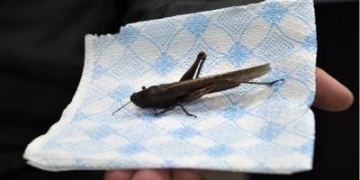 Racastan ve Madya Pradeş'de çekirge istilası