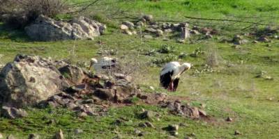 Balıkesir'in Sındırgı ilçesinde Leylekleri soğuk çarptı, üniversite ve belediye alarma geçti
