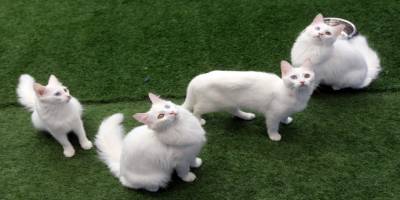 Van kedisi ziyaretlerini Korona virüsü durdurdu