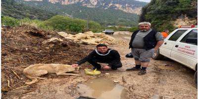 Mersin'de sel sularıyla mahsur kalan 2 köpek ve 3 kedi kurtarıldı